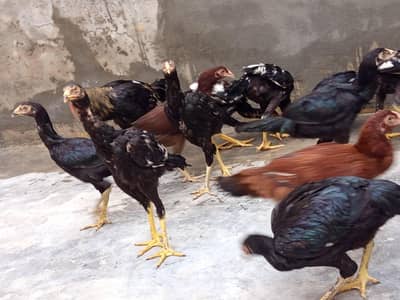 15 high quality aseel mugha and murghiya 03316073502