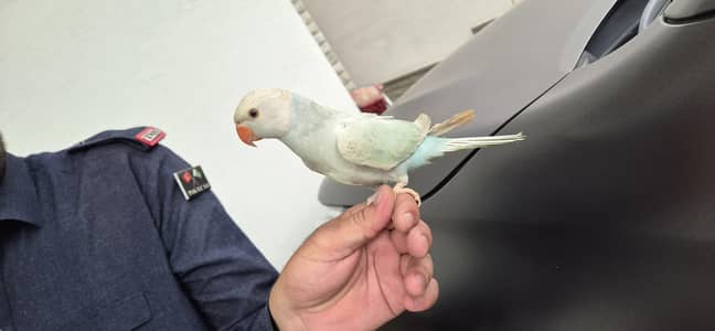 Hand Tame Blue Lacewing CT CH Ringneck Available for Sale