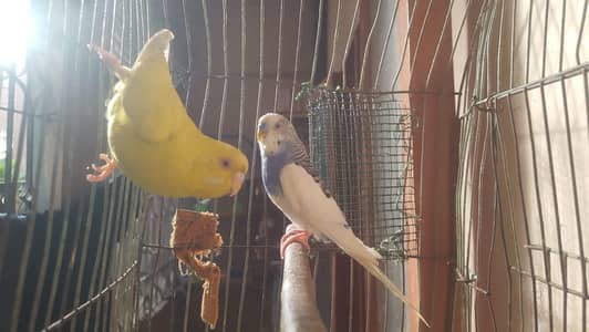healthy and active common and mutation budige
