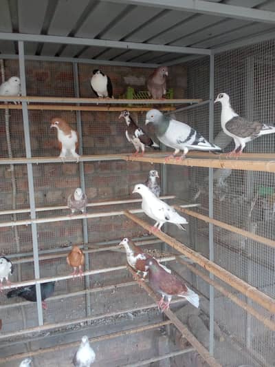 all breeders available for sale 03017723150 or 03265300290