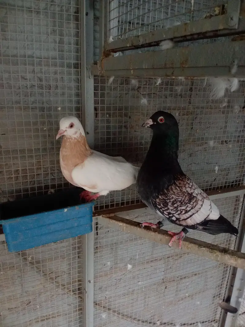 all breeders available for sale 03017723150 or 03265300290 — photo 2