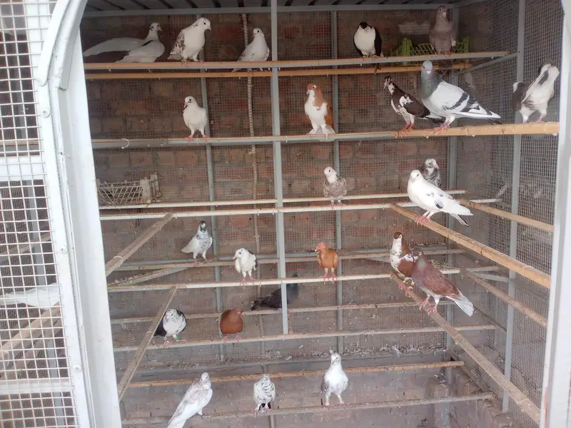 all breeders available for sale 03017723150 or 03265300290 — photo 3