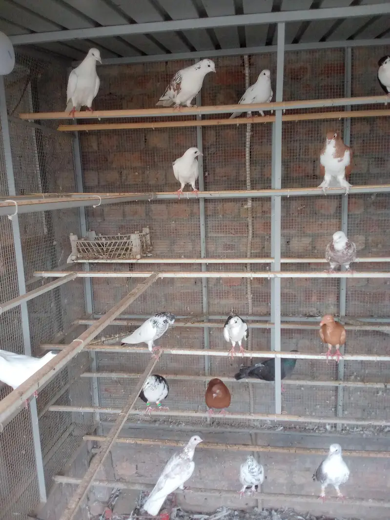 all breeders available for sale 03017723150 or 03265300290 — photo 4