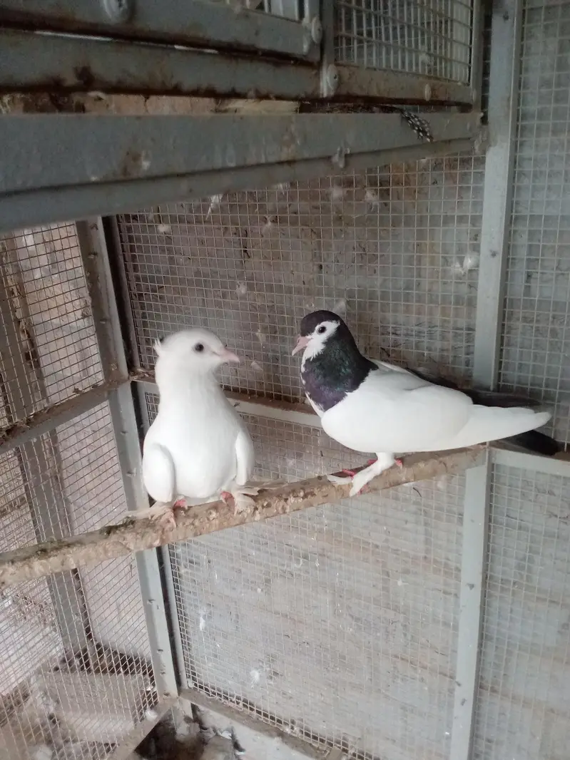 all breeders available for sale 03017723150 or 03265300290 — photo 5