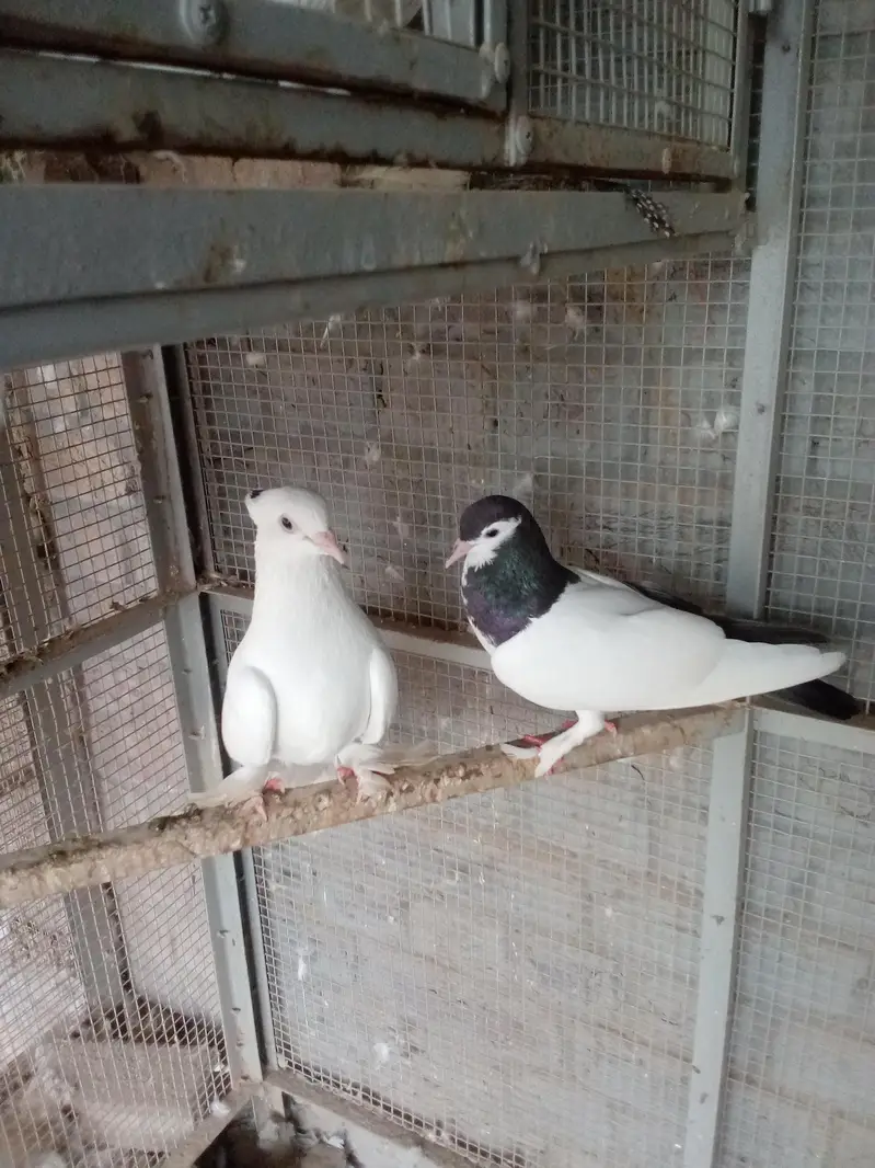 all breeders available for sale 03017723150 or 03265300290 — photo 6