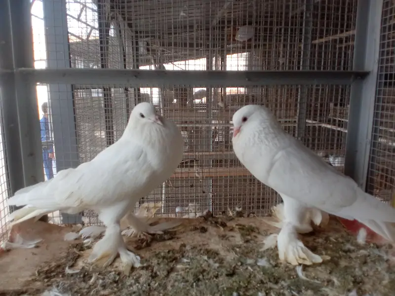 all breeders available for sale 03017723150 or 03265300290 — photo 7