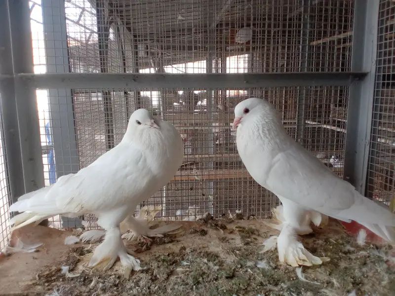 all breeders available for sale 03017723150 or 03265300290 — photo 8