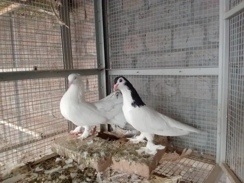all breeders available for sale 03017723150 or 03265300290 — photo 9