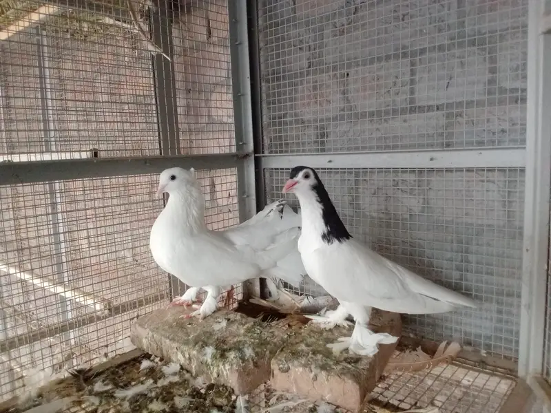 all breeders available for sale 03017723150 or 03265300290 — photo 10