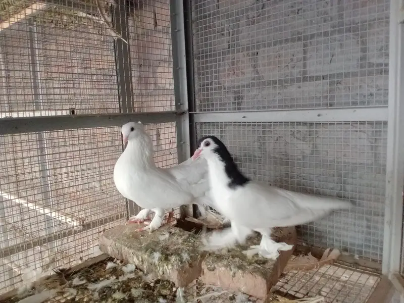 all breeders available for sale 03017723150 or 03265300290 — photo 11