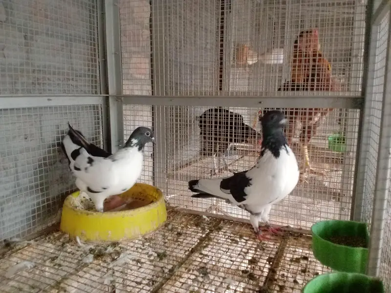 all breeders available for sale 03017723150 or 03265300290 — photo 12