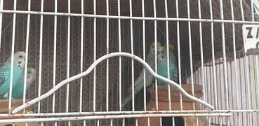 budgies