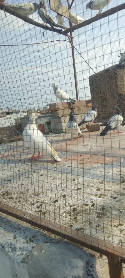high flying pigeons for sale
