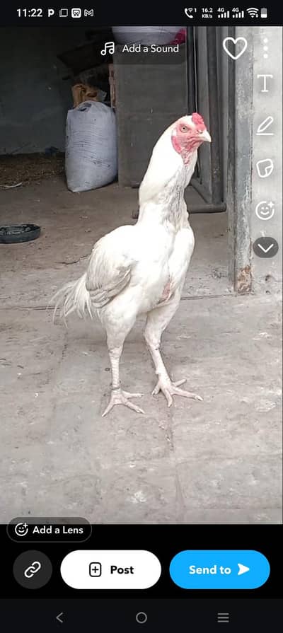 Breeder Hen