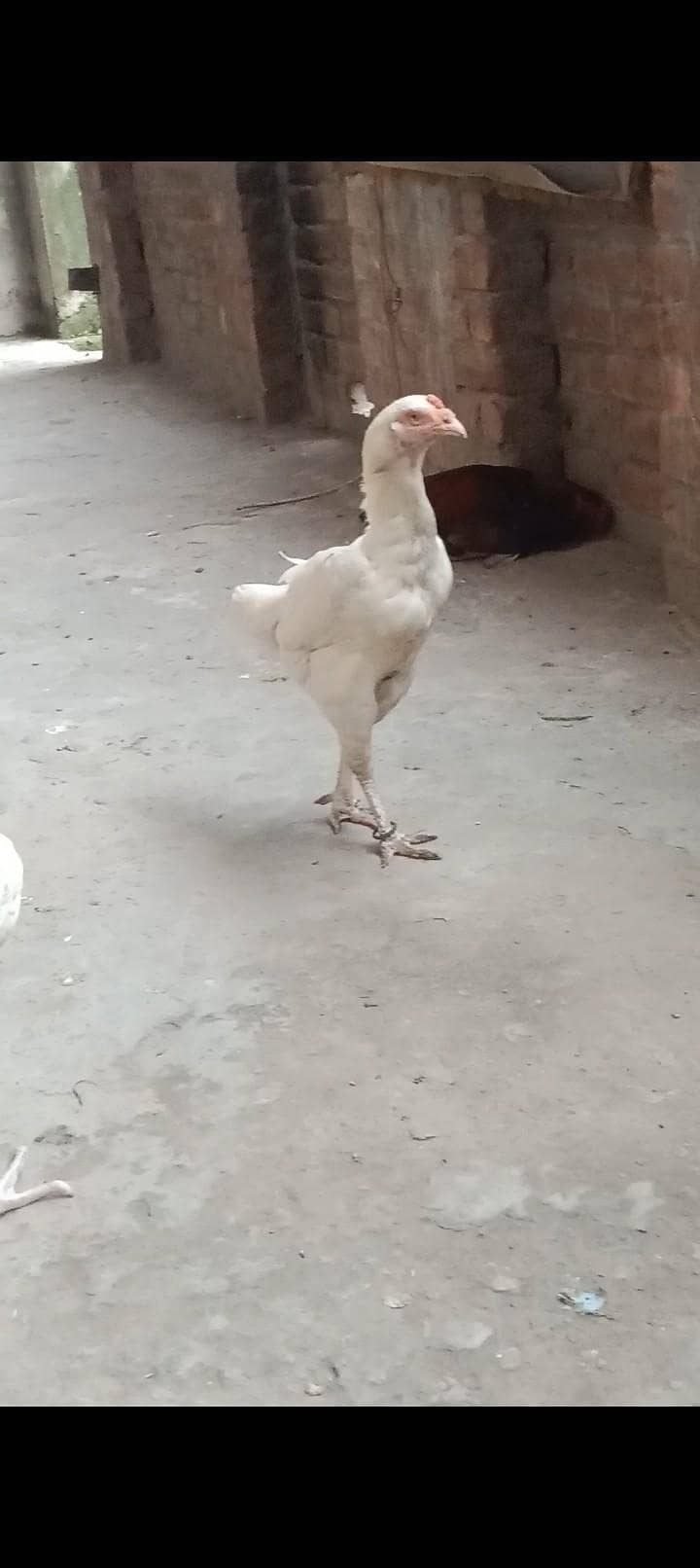 Breeder Hen 1