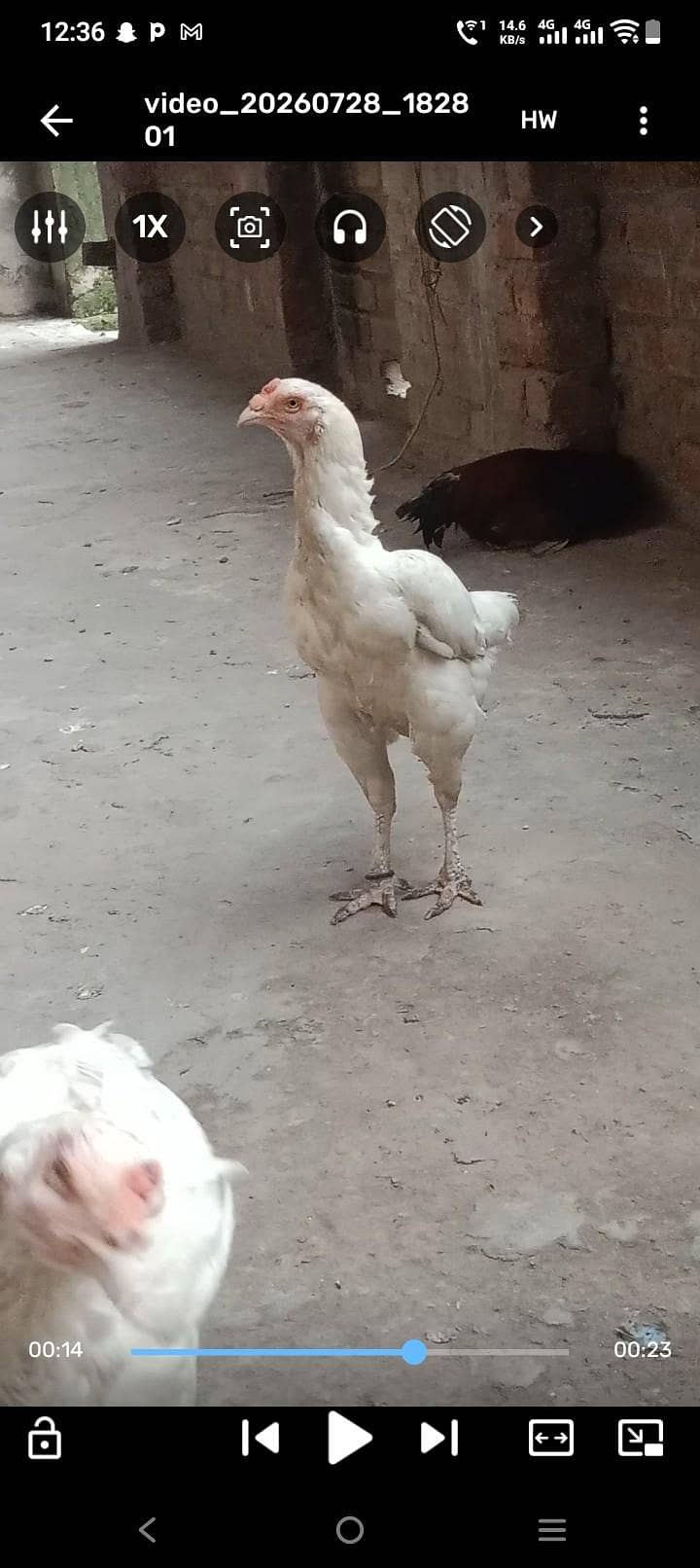Breeder Hen 2
