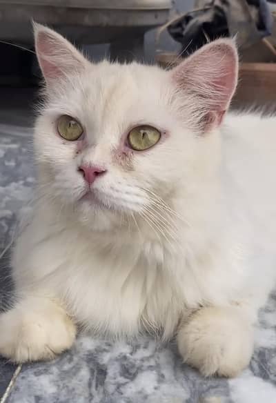 Beautiful White Persian Cat for Sale