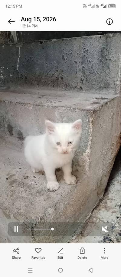 Persian kitten (male)