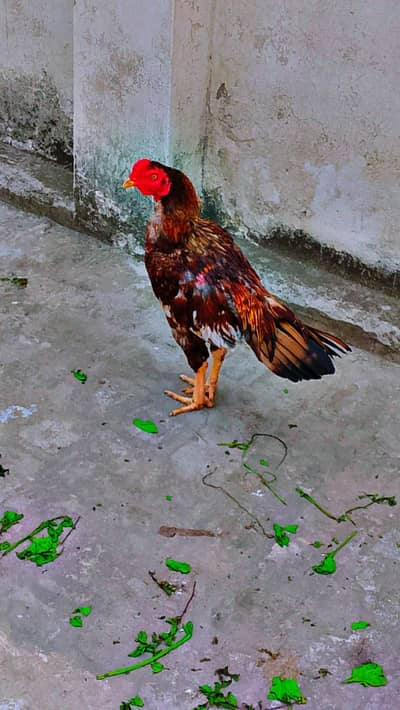 Aseel pela murga for sale
