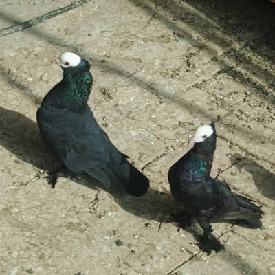 black mukhi for sell