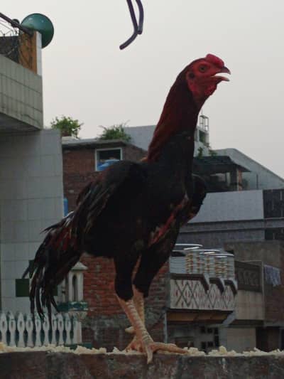 Aseel mianwali