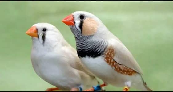 zebra finch pair