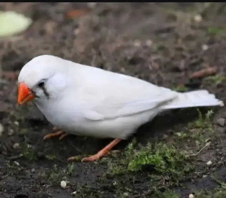 zebra finch pair — photo 2