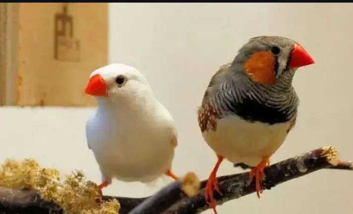 zebra finch pair — photo 3