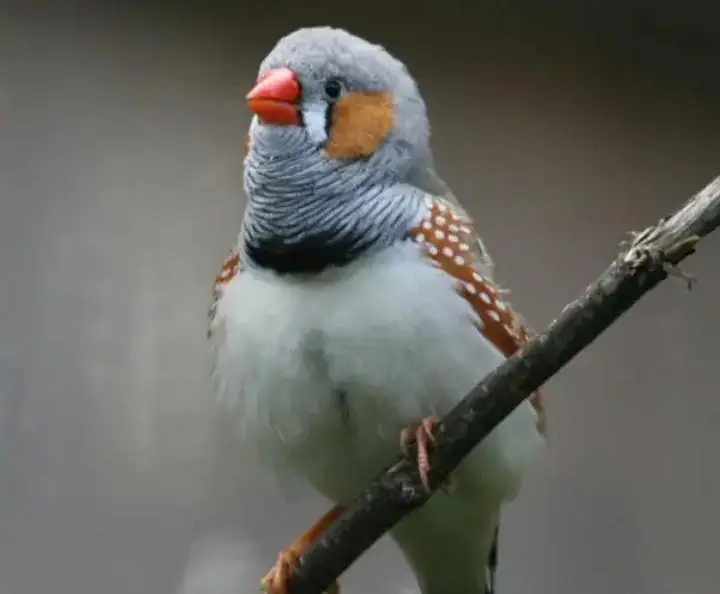 zebra finch pair — photo 4