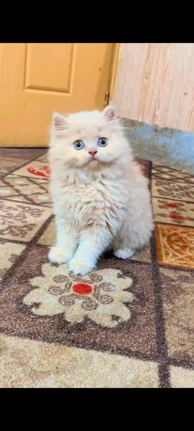 pure Persian cats vaccinated and healthy active WhatsApp/0344/6895398/