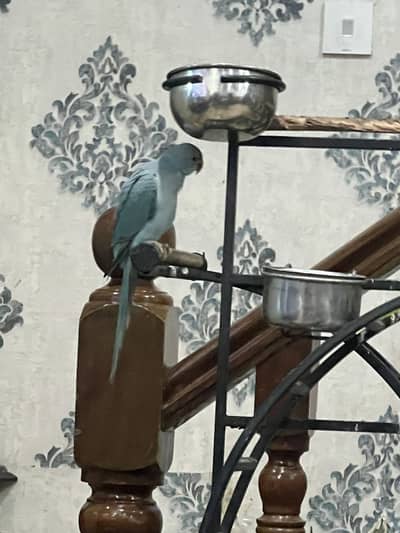 Hand tamed and talking parrot