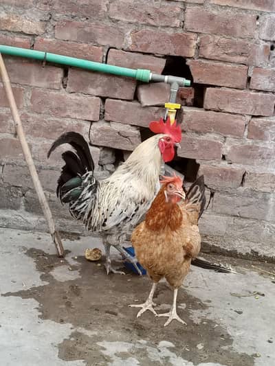desi murgi hai