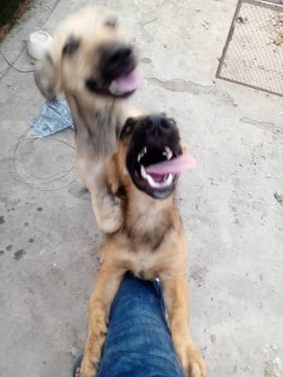 Alsatian bigiyari pair puppy security breed 25hazar pair active breed