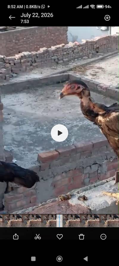 Thai Murgi and murga
