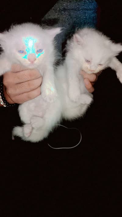 cute cats baby for sell