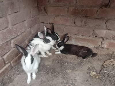 Rabbit