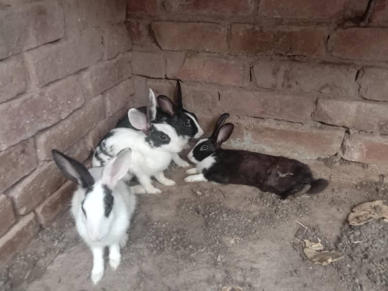 Rabbit 0