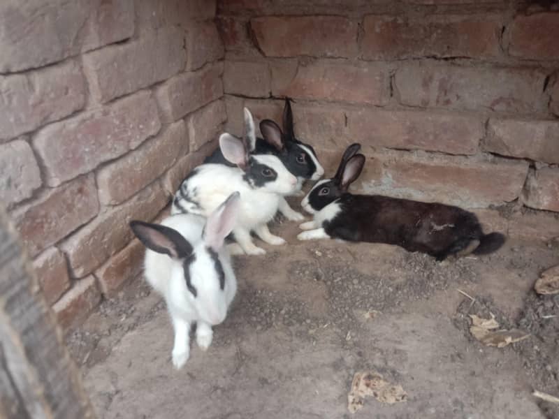 Rabbit 1