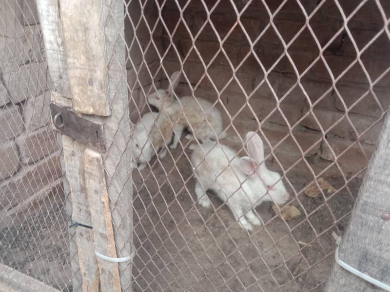 Rabbit 2