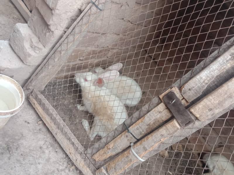 Rabbit 3