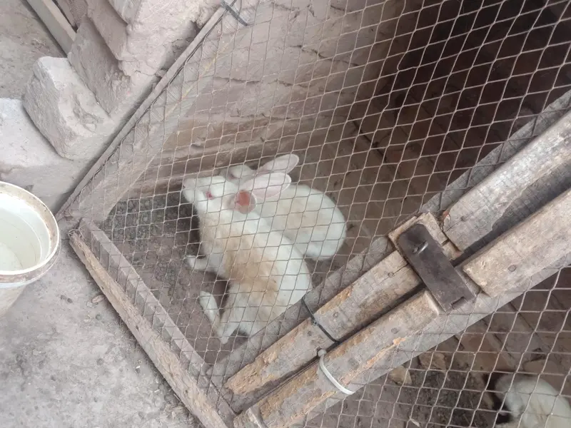 Rabbit — photo 4