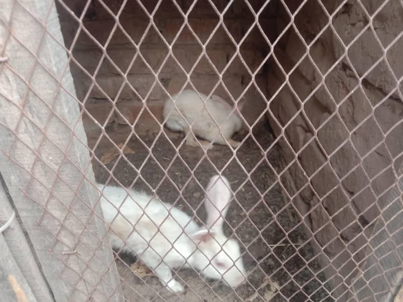 Rabbit 4
