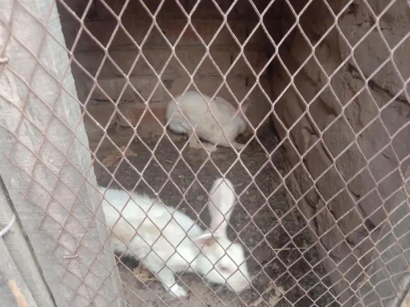 Rabbit — photo 5