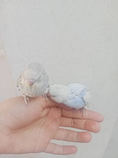 FOR HAND TAME