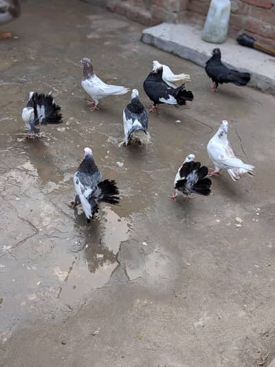 ​ Healthy & Active Pigeons for Sale