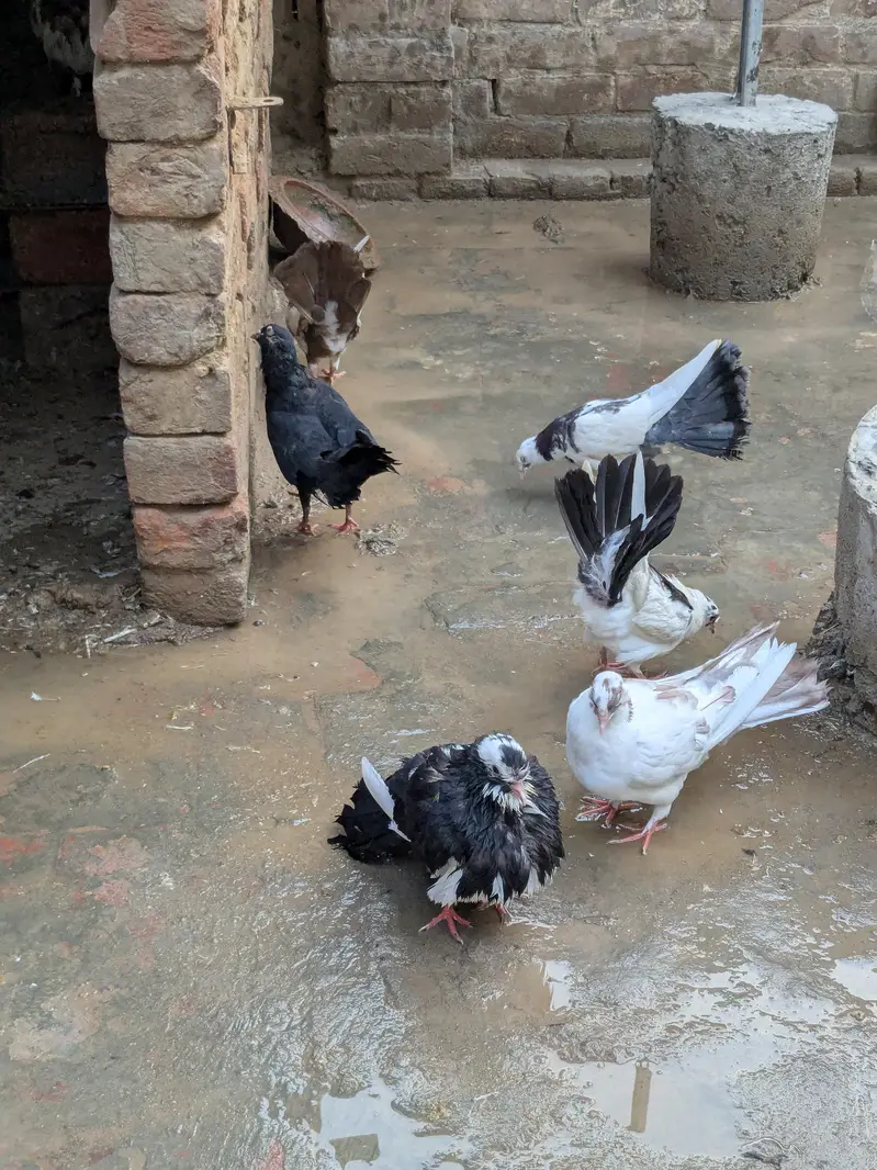 ​ Healthy & Active Pigeons for Sale — photo 2