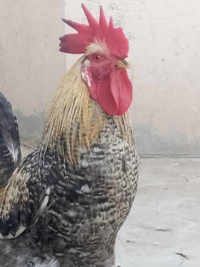 ghar ka pla murga murgi