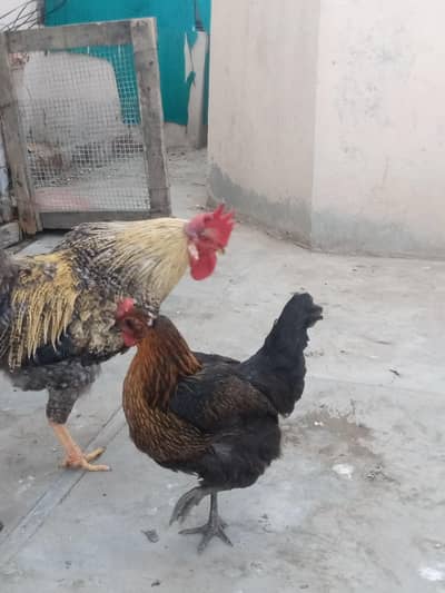 ghar ka pla murga murgi