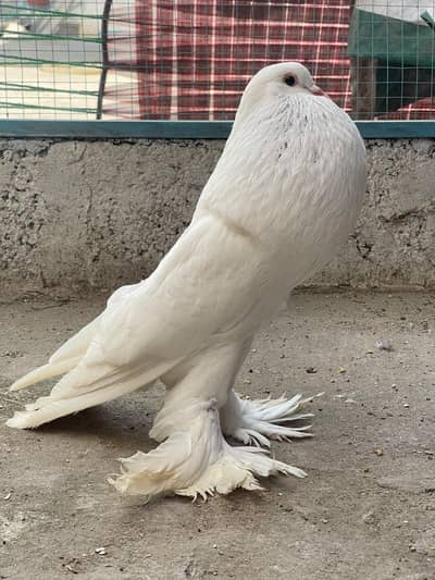 fancy Peign an Chiks Healthy an Active