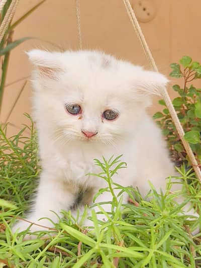 Persian Kittens